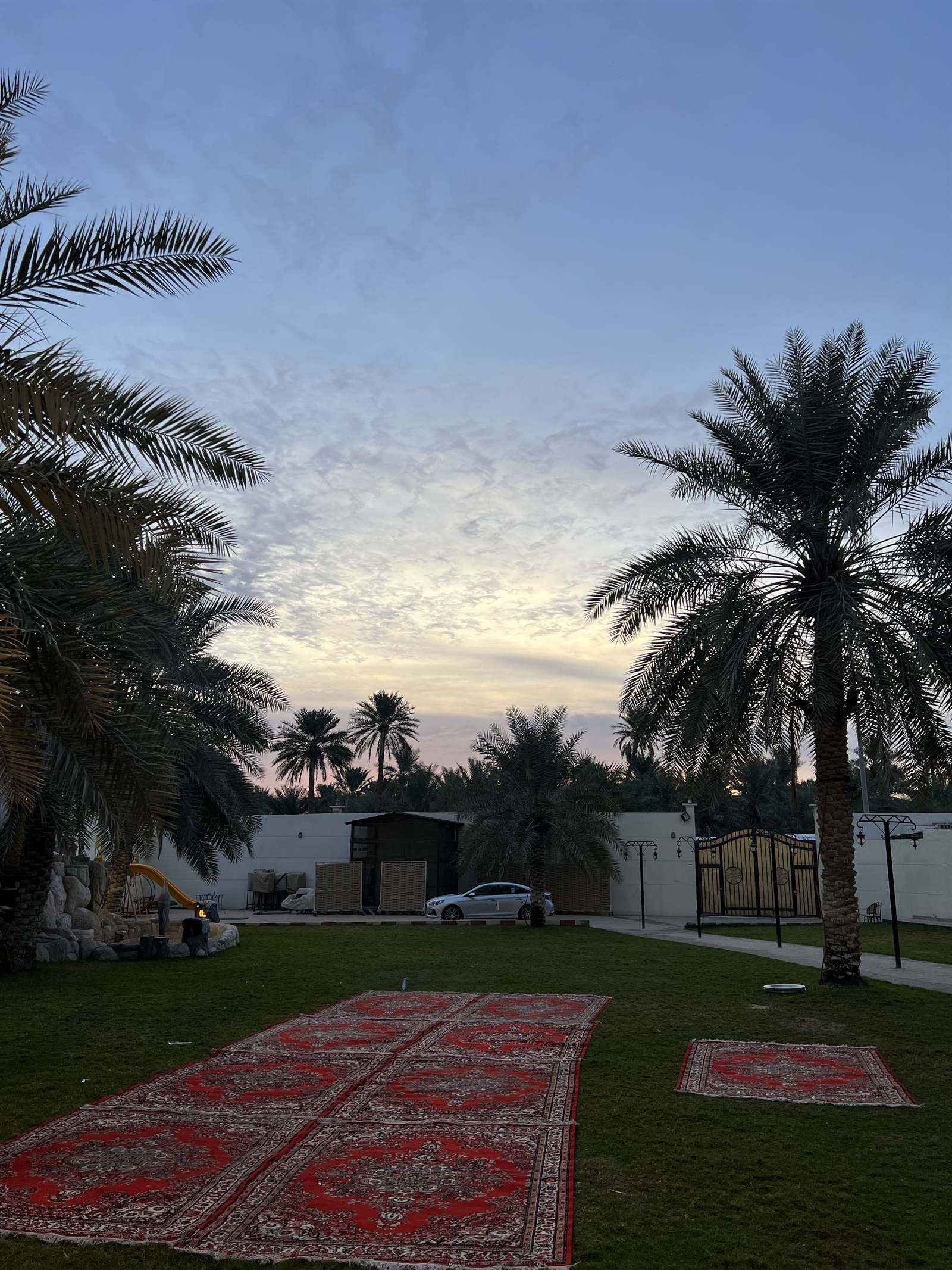 Carpets and majlis seating beneath date palms in Al-Ahsa