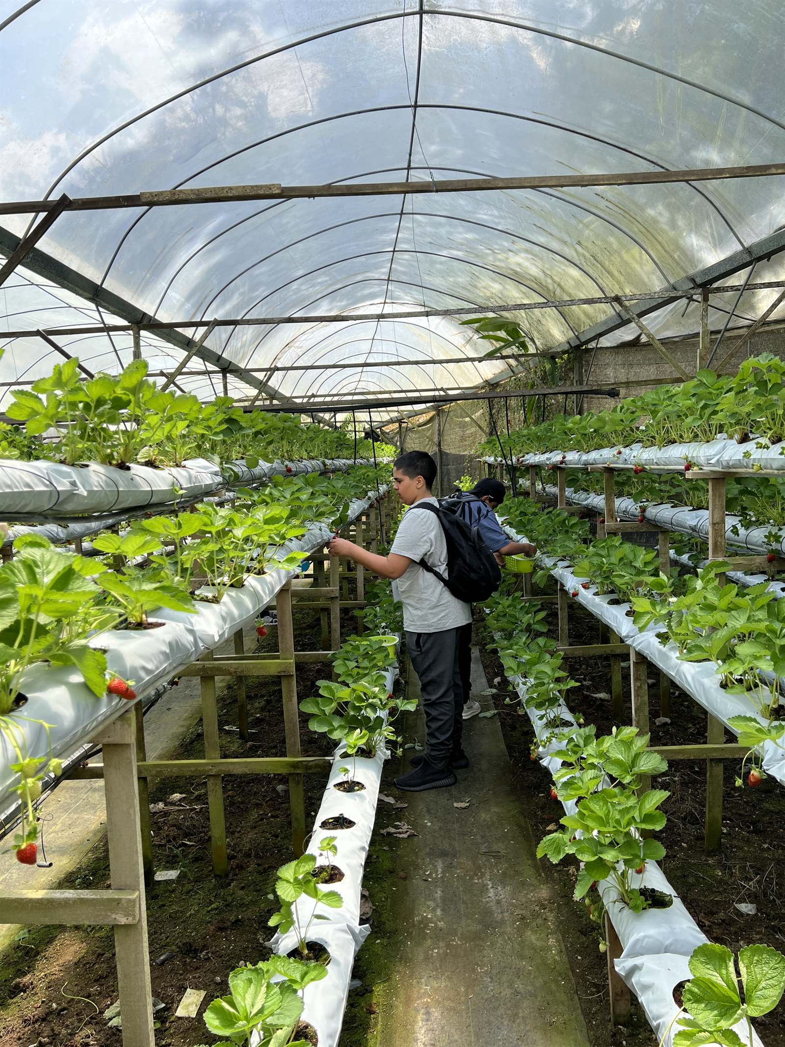 Rows of hydroponic cultivation inside a greenhouse in Malaysia